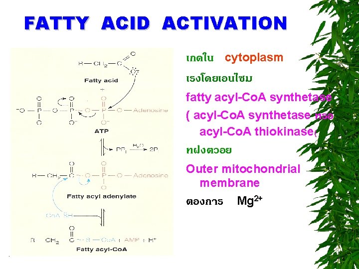 FATTY ACID ACTIVATION เกดใน cytoplasm เรงโดยเอนไซม fatty acyl-Co. A synthetase ( acyl-Co. A synthetase