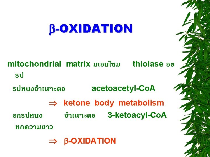  -OXIDATION mitochondrial matrix มเอนไซม รป รปหนงจำเพาะตอ thiolase อย acetoacetyl-Co. A ketone body metabolism