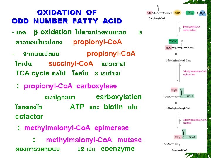 OXIDATION OF ODD NUMBER FATTY ACID - เกด -oxidation ไปตามปกตจนเหลอ 3 คารบอนในรปของ propionyl-Co. A