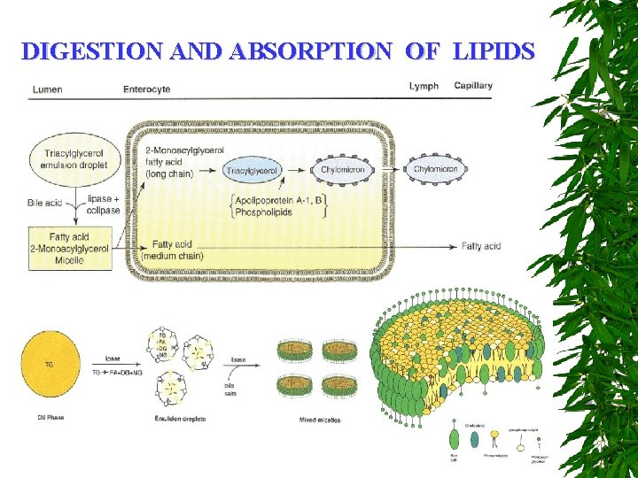 DIGESTION AND ABSORPTION OF LIPIDS 