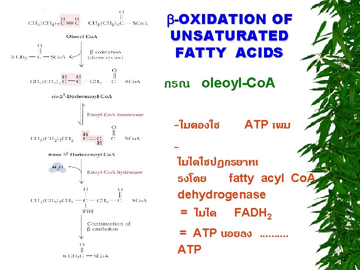  -OXIDATION OF UNSATURATED FATTY ACIDS กรณ oleoyl-Co. A -ไมตองใช ATP เพม ไมไดใชปฏกรยาทเ รงโดย