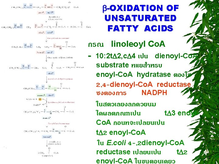  -OXIDATION OF UNSATURATED FATTY ACIDS กรณ linoleoyl Co. A - 10: 2 t