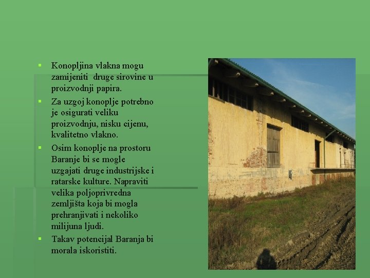 § § Konopljina vlakna mogu zamijeniti druge sirovine u proizvodnji papira. Za uzgoj konoplje