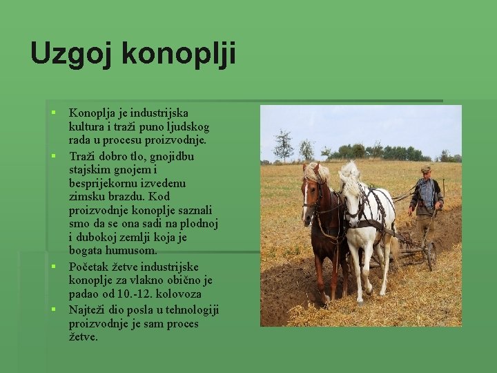 Uzgoj konoplji § § Konoplja je industrijska kultura i traži puno ljudskog rada u