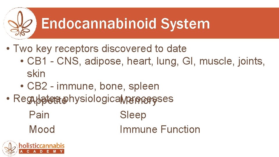 Endocannabinoid System • Two key receptors discovered to date • CB 1 - CNS,