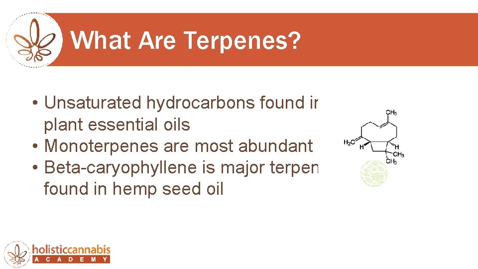 What Are Terpenes? • Unsaturated hydrocarbons found in plant essential oils • Monoterpenes are