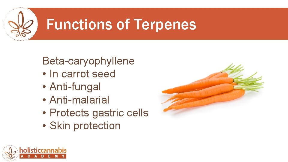 Functions of Terpenes Beta-caryophyllene • In carrot seed • Anti-fungal • Anti-malarial • Protects