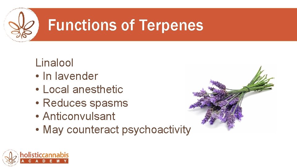 Functions of Terpenes Linalool • In lavender • Local anesthetic • Reduces spasms •