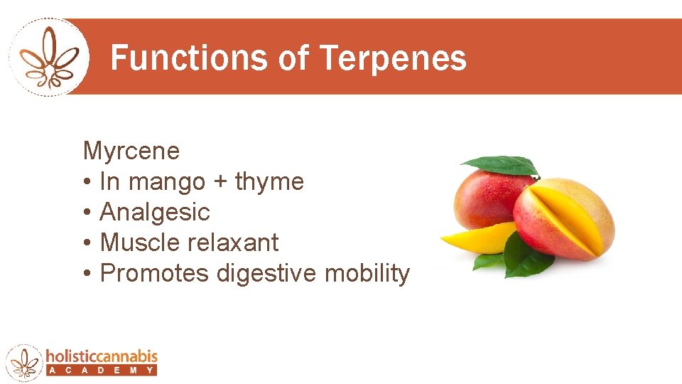 Functions of Terpenes Myrcene • In mango + thyme • Analgesic • Muscle relaxant