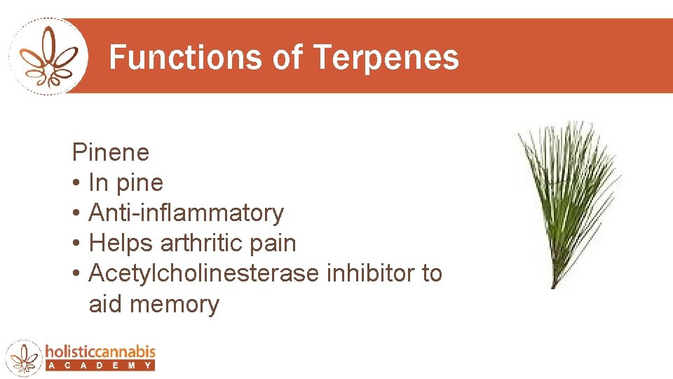 Functions of Terpenes Pinene • In pine • Anti-inflammatory • Helps arthritic pain •