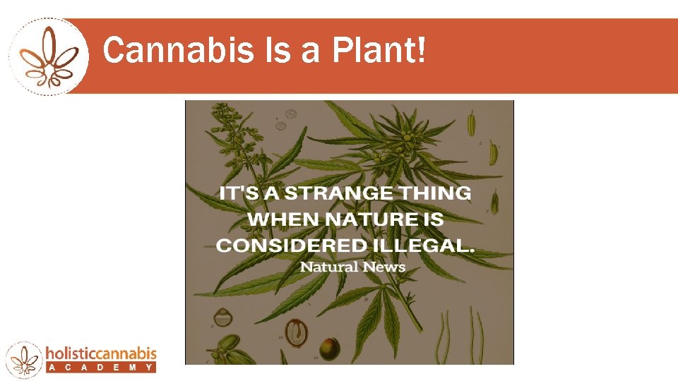 Cannabis Is a Plant! 