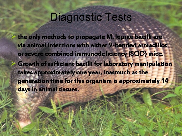 Diagnostic Tests Ø the only methods to propagate M. leprae bacilli are via animal