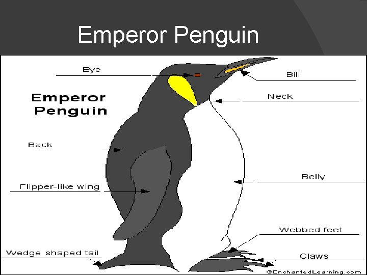 Emperor Penguin 