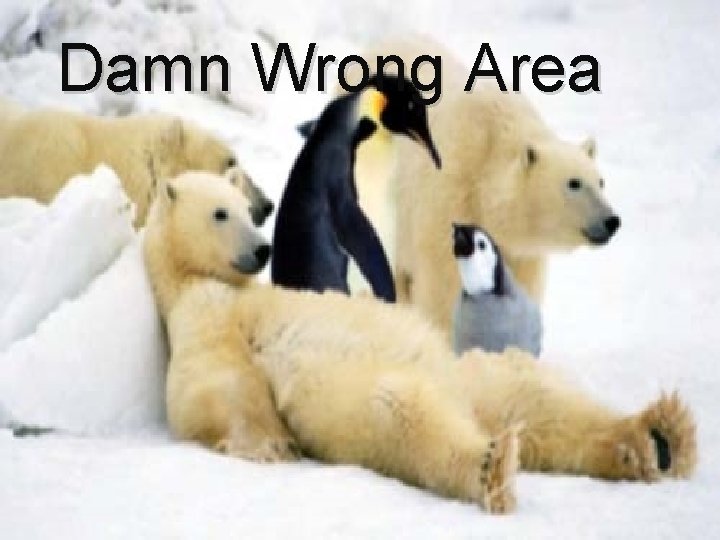 Damn Wrong Area 