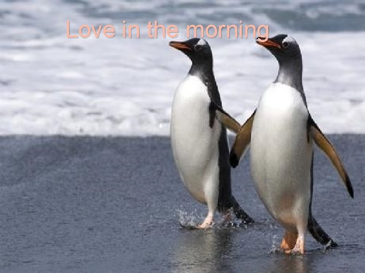 Love in the morning 