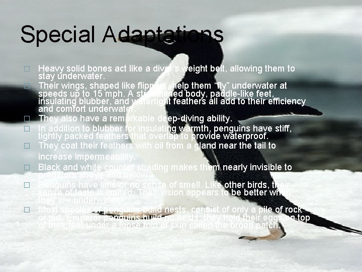 Special Adaptations � � � � Heavy solid bones act like a diver’s weight