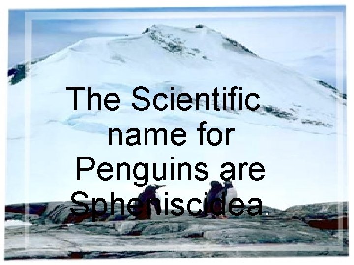 The Scientific name for Penguins are Spheniscidea. 