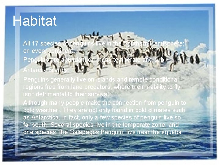 Habitat All 17 species of penguins live in the Southern Hemisphere; on every continent.