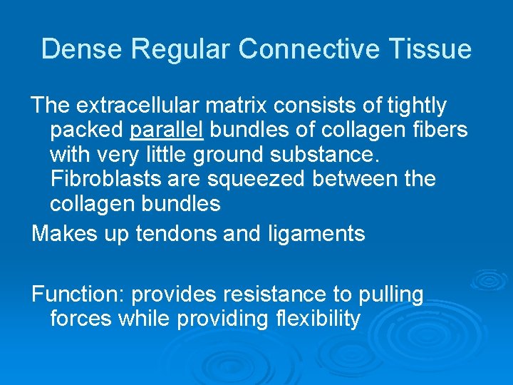 Dense Regular Connective Tissue The extracellular matrix consists of tightly packed parallel bundles of