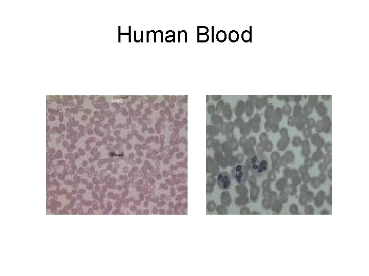 Human Blood 