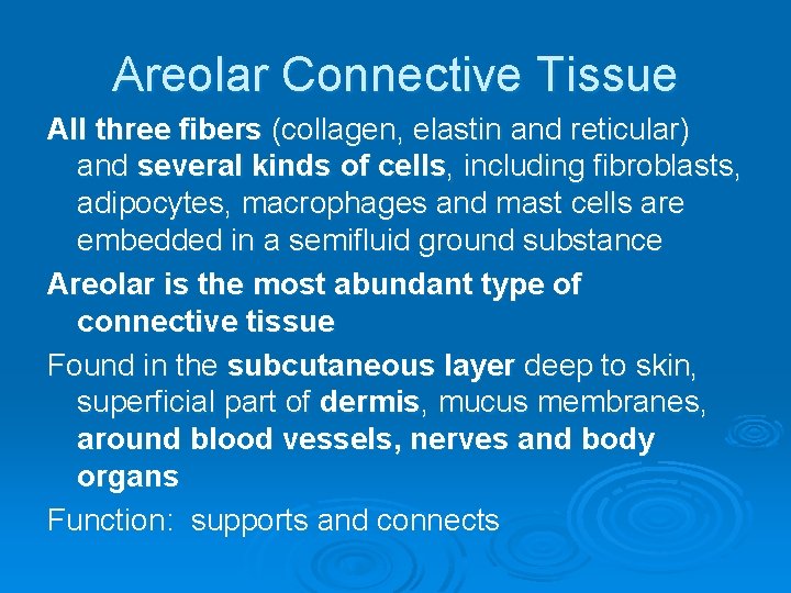 Areolar Connective Tissue All three fibers (collagen, elastin and reticular) and several kinds of