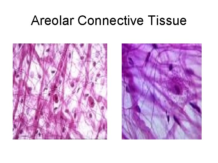 Areolar Connective Tissue 