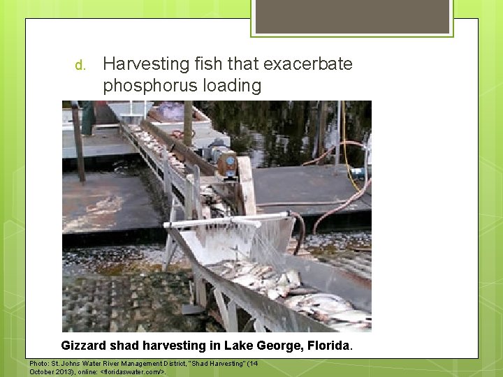 d. Harvesting fish that exacerbate phosphorus loading Gizzard shad harvesting in Lake George, Florida.