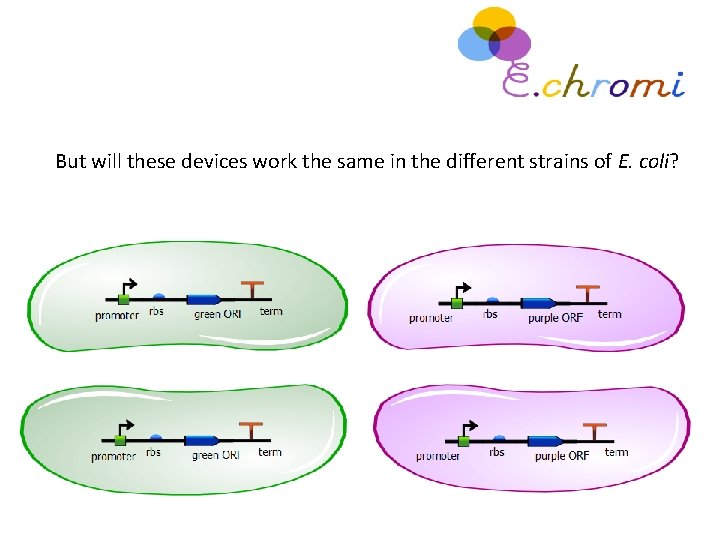But will these devices work the same in the different strains of E. coli?
