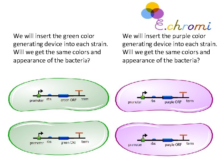 We will insert the green color generating device into each strain. Will we get