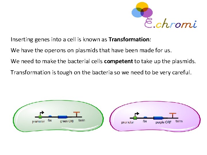 Inserting genes into a cell is known as Transformation: We have the operons on
