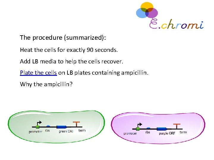 The procedure (summarized): Heat the cells for exactly 90 seconds. Add LB media to