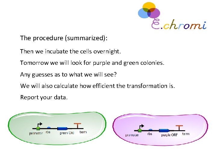 The procedure (summarized): Then we incubate the cells overnight. Tomorrow we will look for