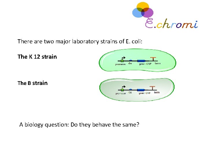 There are two major laboratory strains of E. coli: The K 12 strain The