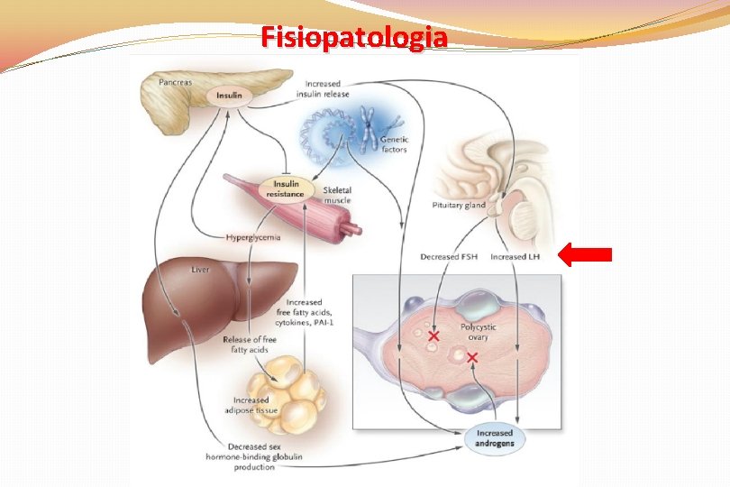 Fisiopatologia 