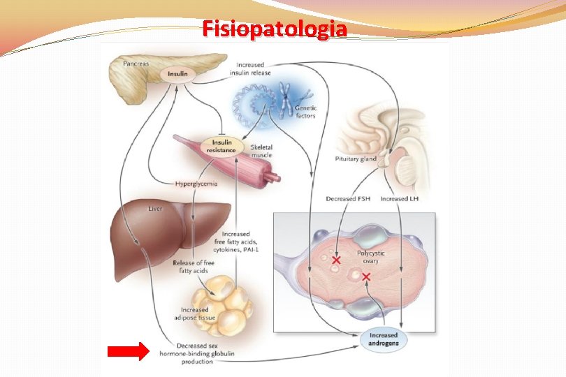 Fisiopatologia 