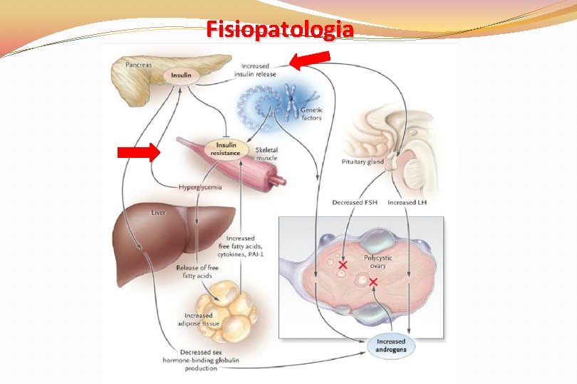 Fisiopatologia 