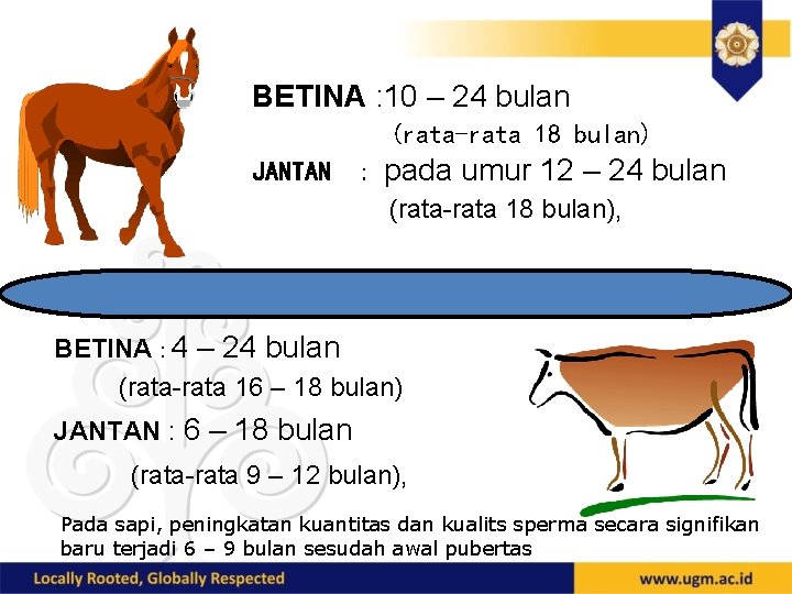 BETINA : 10 – 24 bulan (rata-rata 18 bulan) JANTAN : pada umur 12