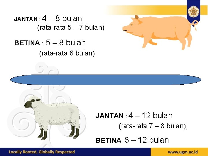 JANTAN : 4 – 8 bulan (rata-rata 5 – 7 bulan) BETINA : 5