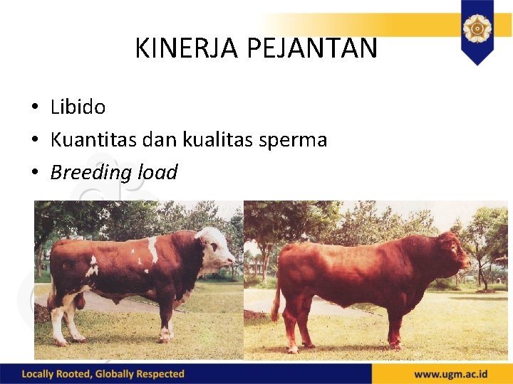 KINERJA PEJANTAN • Libido • Kuantitas dan kualitas sperma • Breeding load 