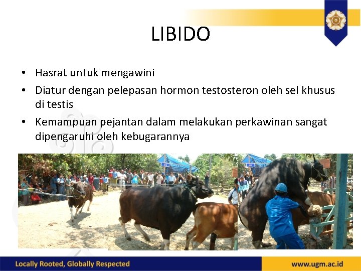 LIBIDO • Hasrat untuk mengawini • Diatur dengan pelepasan hormon testosteron oleh sel khusus