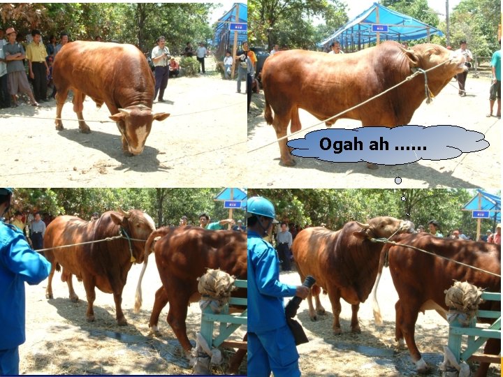 Ogah ah …… CONTOH AKIBAT PERSILANGAN YANG TIDAK TERKONTROL 