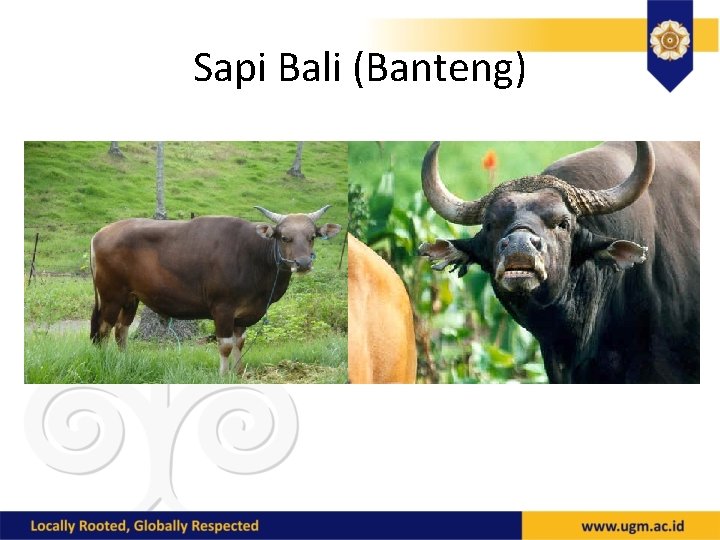 Sapi Bali (Banteng) 