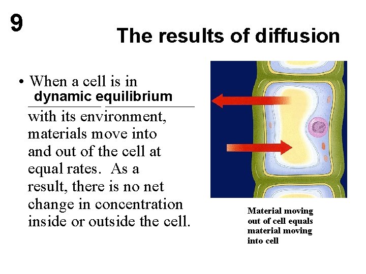 9 The results of diffusion • When a cell is in dynamic equilibrium ___________