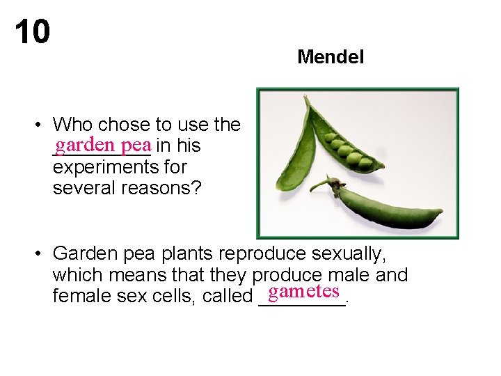 10 Mendel • Who chose to use the garden pea in his _____ experiments