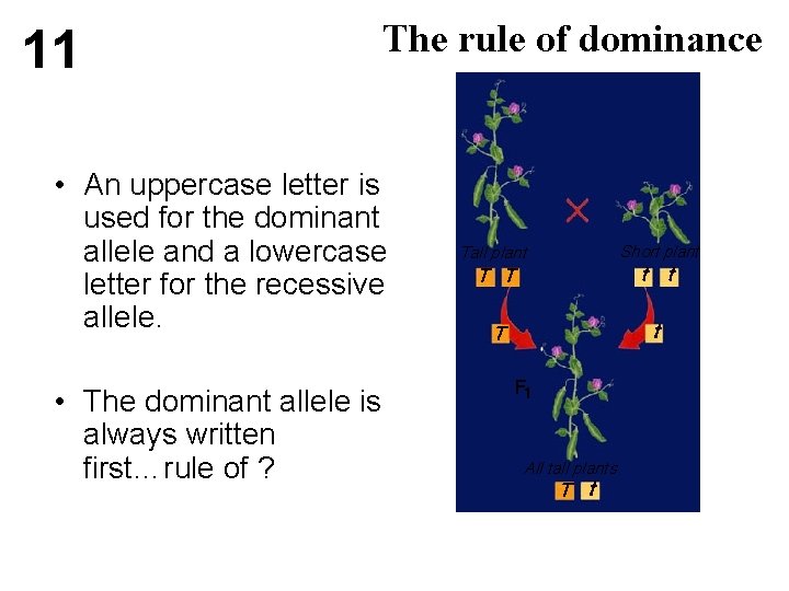 11 The rule of dominance • An uppercase letter is used for the dominant