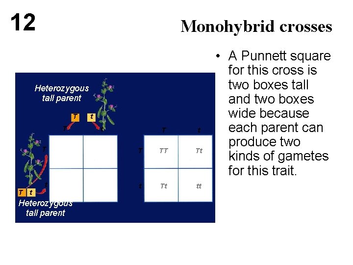 12 Monohybrid crosses Heterozygous tall parent T T T t t T T TT