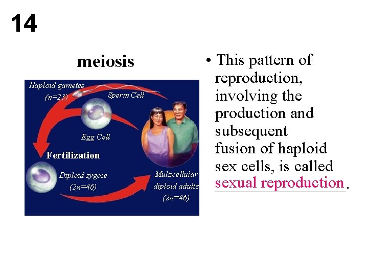 14 meiosis Haploid gametes (n=23) Sperm Cell Egg Cell Fertilization Diploid zygote (2 n=46)