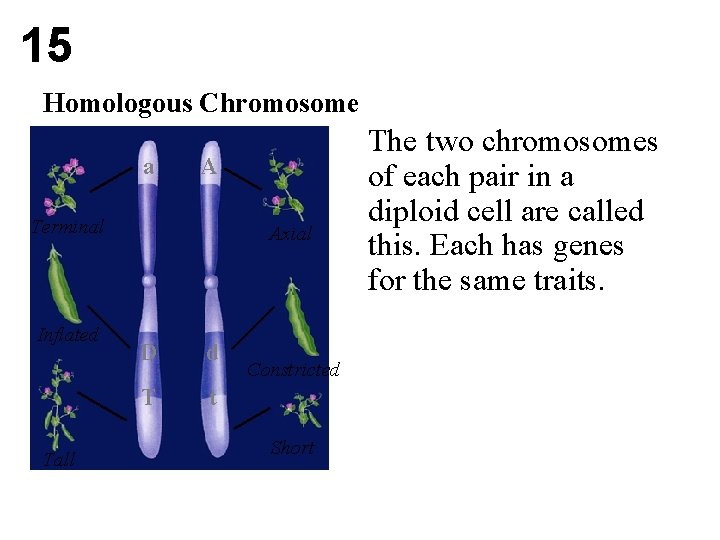 15 Homologous Chromosome a A Terminal Inflated Tall Axial D d T t Constricted