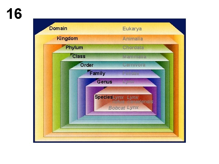 16 Domain Eukarya Kingdom Animalia Chordata Phylum Class Mammalia Carnivora Order Family Genus Felidae