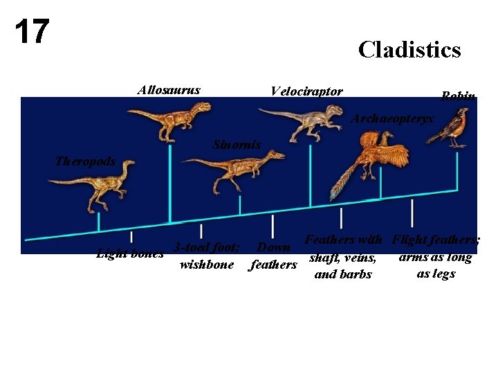 17 Cladistics Allosaurus Velociraptor Robin Archaeopteryx Sinornis Theropods Feathers with Flight feathers; 3 -toed